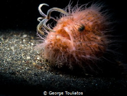 Hairy Frogfish with lure!!! by George Touliatos 